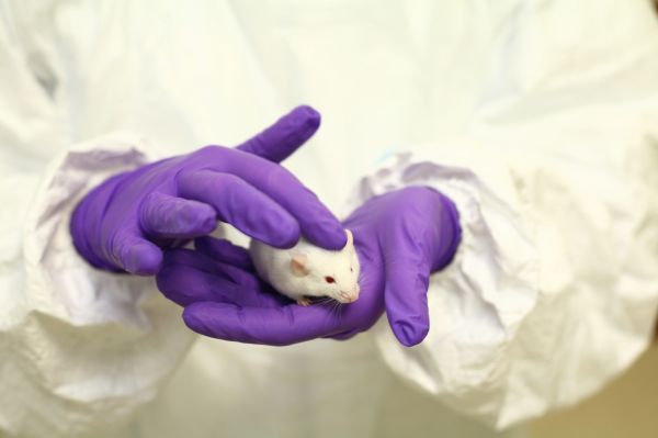 Laboratóriumi állatházi munka egérrel
